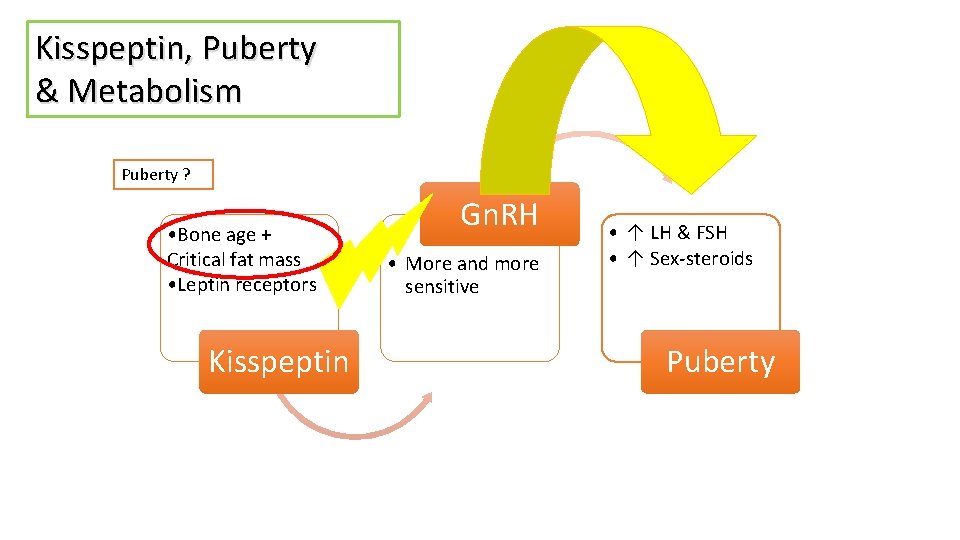 Kisspeptin, Puberty & Metabolism Puberty ? • Bone age + Critical fat mass •