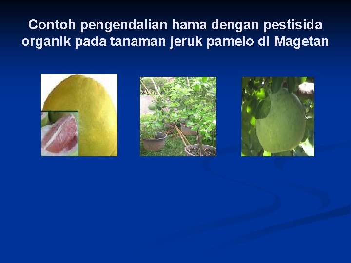 Contoh pengendalian hama dengan pestisida organik pada tanaman jeruk pamelo di Magetan 