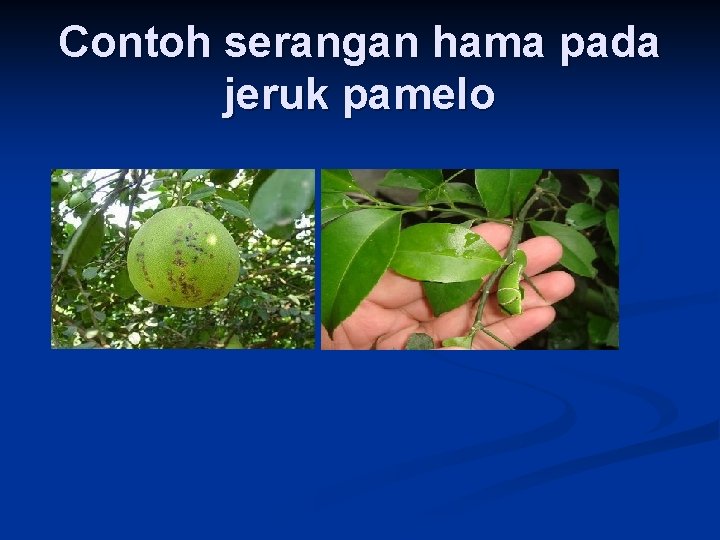 Contoh serangan hama pada jeruk pamelo 