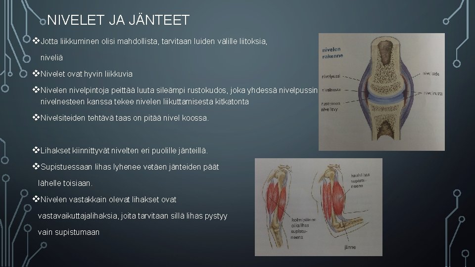 NIVELET JA JÄNTEET v. Jotta liikkuminen olisi mahdollista, tarvitaan luiden välille liitoksia, niveliä v.