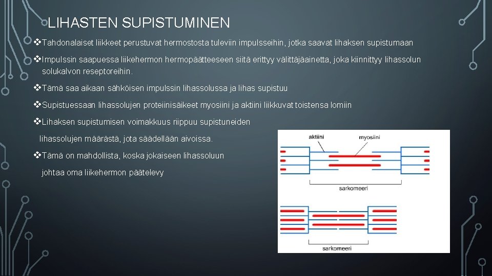 LIHASTEN SUPISTUMINEN v. Tahdonalaiset liikkeet perustuvat hermostosta tuleviin impulsseihin, jotka saavat lihaksen supistumaan v.