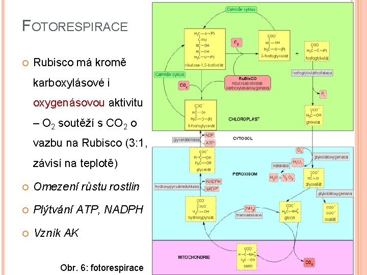 FOTORESPIRACE Rubisco má kromě karboxylásové i oxygenásovou aktivitu – O 2 soutěží s CO