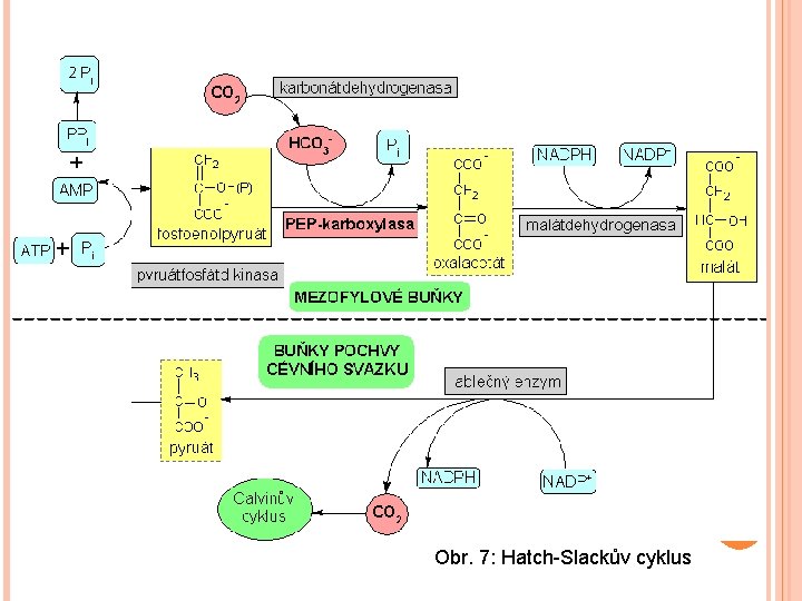 Obr. 7: Hatch-Slackův cyklus 