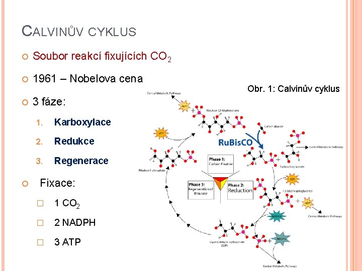 CALVINŮV CYKLUS Soubor reakcí fixujících CO 2 1961 – Nobelova cena 3 fáze: 1.