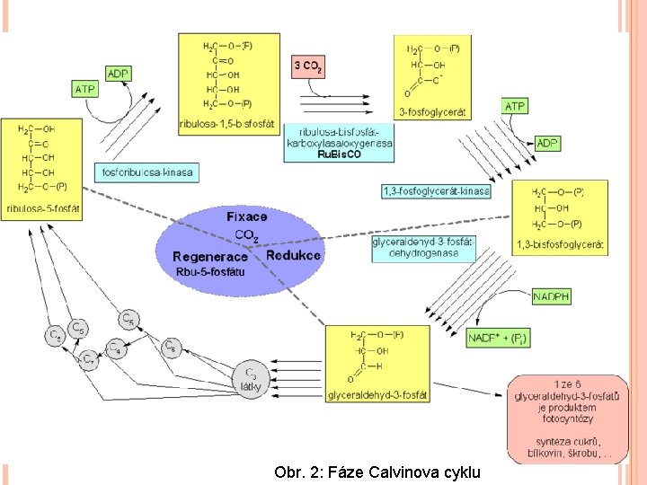 Obr. 2: Fáze Calvinova cyklu 