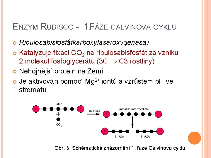 ENZYM RUBISCO - 1. FÁZE CALVINOVA CYKLU Ribulosabisfosfátkarboxylasa(oxygenasa) Katalyzuje fixaci CO 2 na ribulosabisfosfát