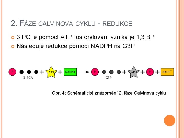 2. FÁZE CALVINOVA CYKLU - REDUKCE 3 PG je pomocí ATP fosforylován, vzniká je