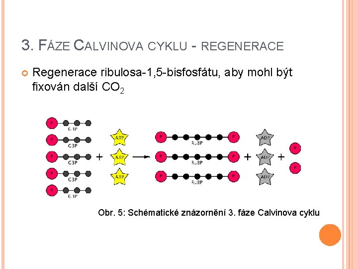 3. FÁZE CALVINOVA CYKLU - REGENERACE Regenerace ribulosa-1, 5 -bisfosfátu, aby mohl být fixován
