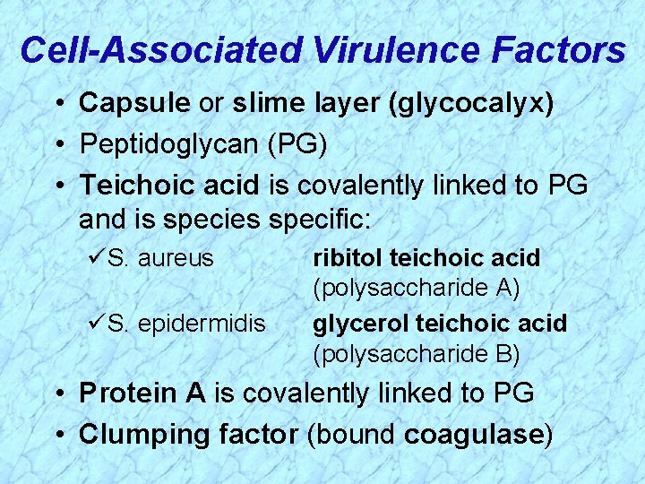 Cell-Associated Virulence Factors • Capsule or slime layer (glycocalyx) • Peptidoglycan (PG) • Teichoic