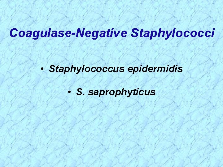 Coagulase-Negative Staphylococci • Staphylococcus epidermidis • S. saprophyticus 