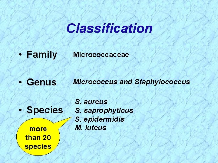 Classification • Family Micrococcaceae • Genus Micrococcus and Staphylococcus • Species more than 20