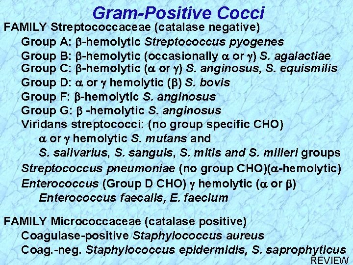 Gram-Positive Cocci FAMILY Streptococcaceae (catalase negative) Group A: -hemolytic Streptococcus pyogenes Group B: -hemolytic