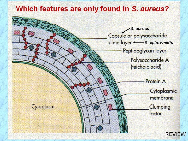 Which features are only found in S. aureus? S. aureus S. epidermidis REVIEW 