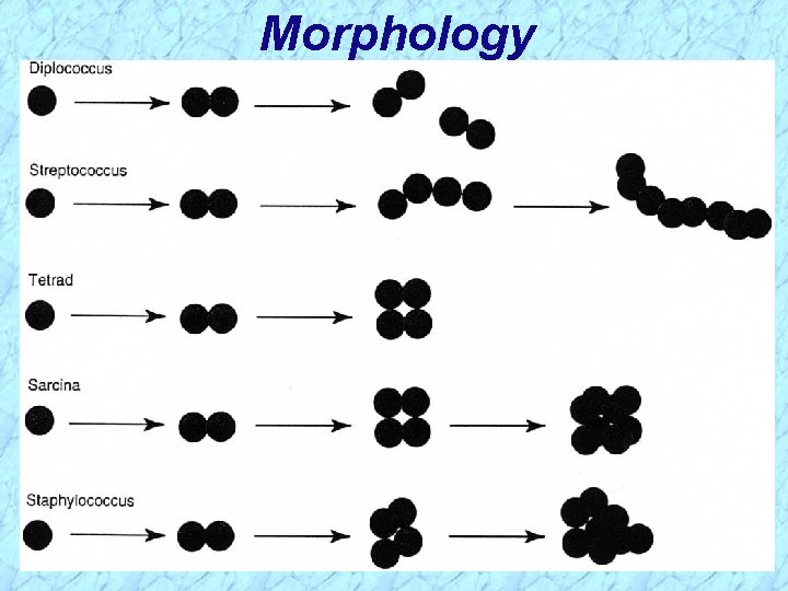 Morphology 