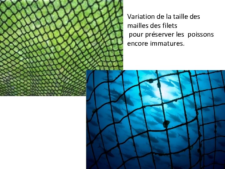 Variation de la taille des mailles des filets pour préserver les poissons encore immatures.