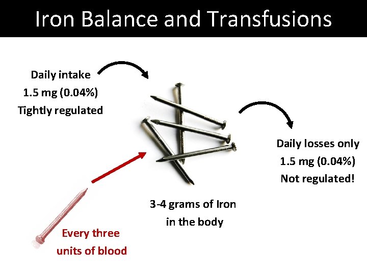 Iron Balance and Transfusions Daily intake 1. 5 mg (0. 04%) Tightly regulated Daily