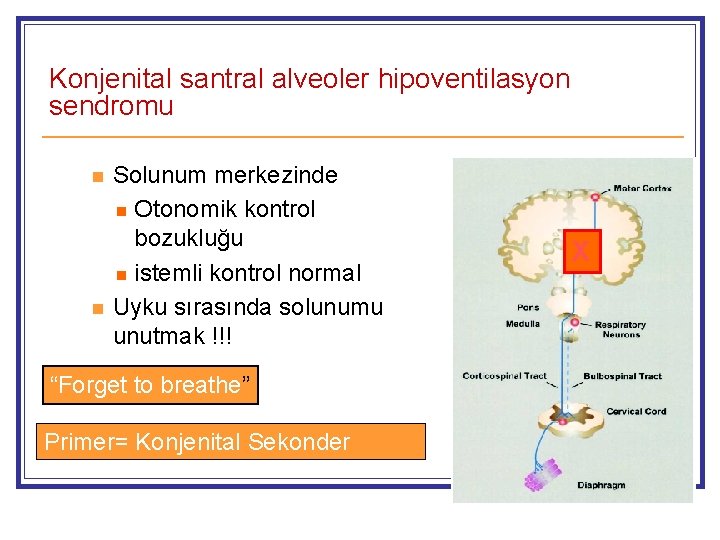 Konjenital santral alveoler hipoventilasyon sendromu n n Solunum merkezinde n Otonomik kontrol bozukluğu n