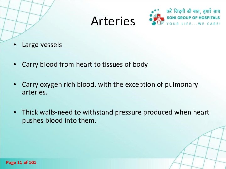 Arteries • Large vessels • Carry blood from heart to tissues of body •