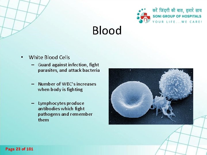 Blood • White Blood Cells – Guard against infection, fight parasites, and attack bacteria