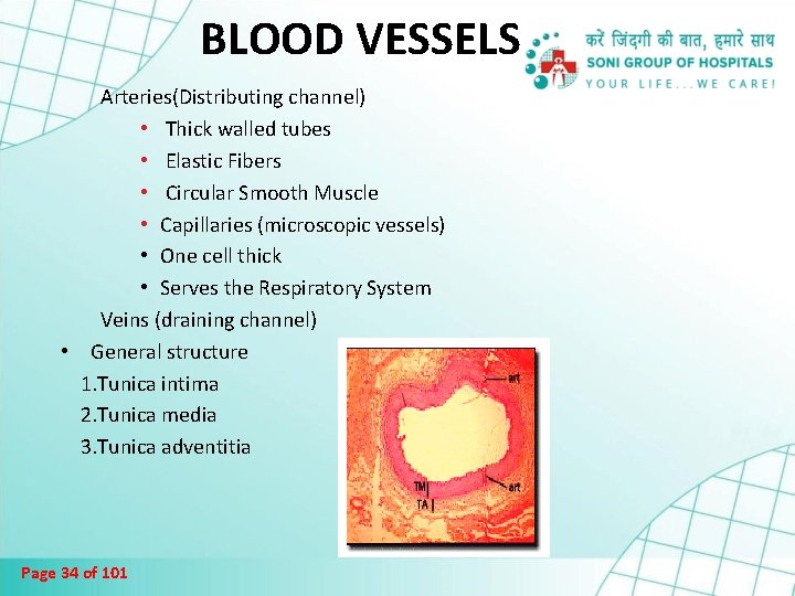 BLOOD VESSELS Arteries(Distributing channel) • Thick walled tubes • Elastic Fibers • Circular Smooth