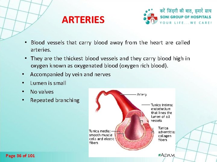 ARTERIES • Blood vessels that carry blood away from the heart are called arteries.