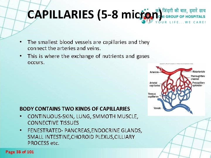 CAPILLARIES (5 -8 micron) • The smallest blood vessels are capillaries and they connect