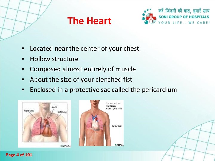 The Heart • • • Located near the center of your chest Hollow structure