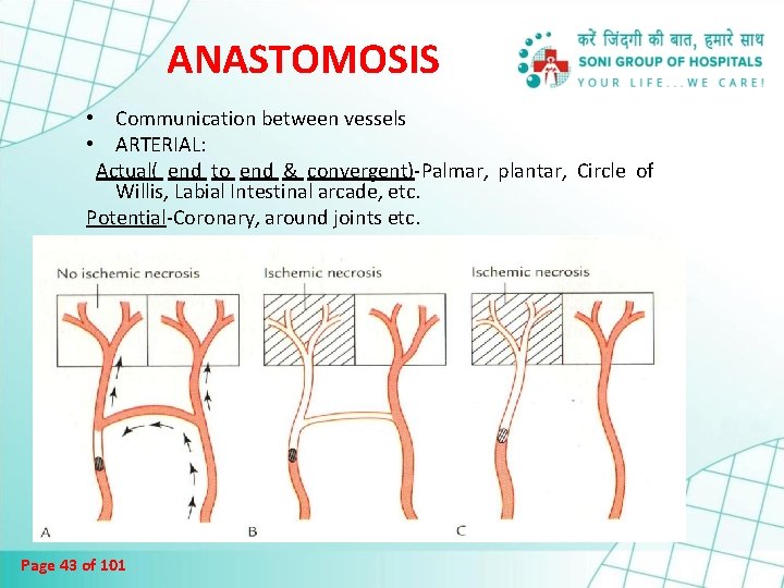 ANASTOMOSIS • Communication between vessels • ARTERIAL: Actual( end to end & convergent)-Palmar, plantar,