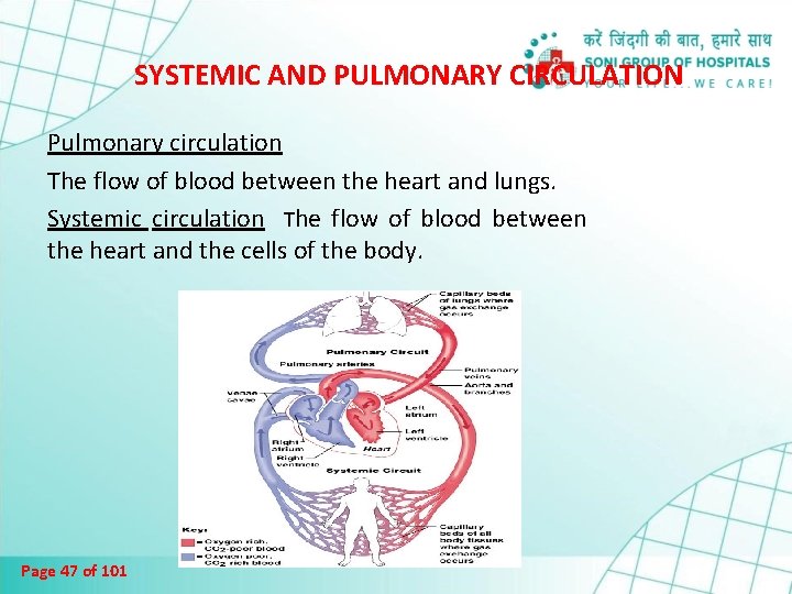 SYSTEMIC AND PULMONARY CIRCULATION Pulmonary circulation The flow of blood between the heart and
