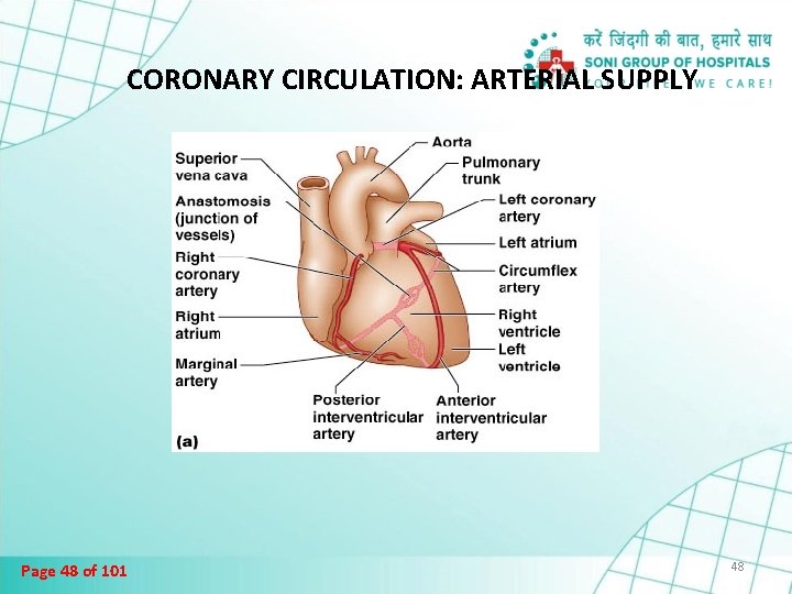 CORONARY CIRCULATION: ARTERIAL SUPPLY Page 48 of 101 48 