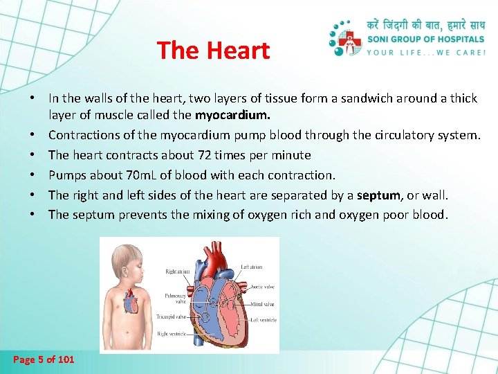 The Heart • In the walls of the heart, two layers of tissue form