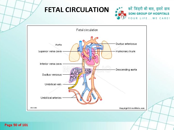 FETAL CIRCULATION Page 50 of 101 