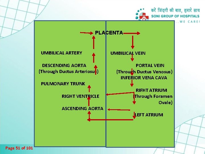 PLACENTA UMBILICAL ARTERY DESCENDING AORTA (Through Ductus Arteriosus) PULMONARY TRUNK RIGHT VENTRICLE ASCENDING AORTA