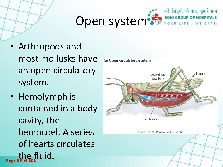 Open system • Arthropods and most mollusks have an open circulatory system. • Hemolymph