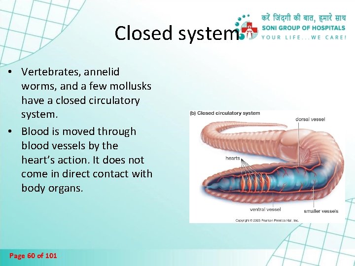 Closed system • Vertebrates, annelid worms, and a few mollusks have a closed circulatory