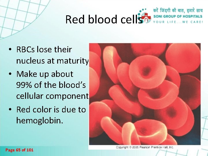 Red blood cells • RBCs lose their nucleus at maturity. • Make up about