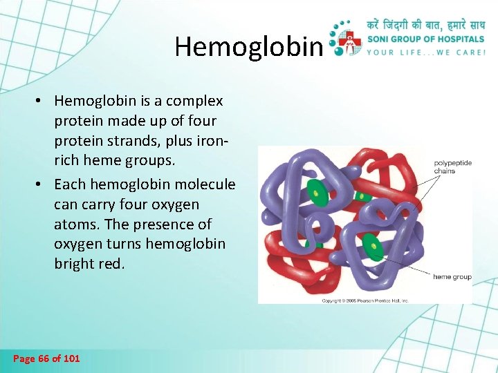 Hemoglobin • Hemoglobin is a complex protein made up of four protein strands, plus