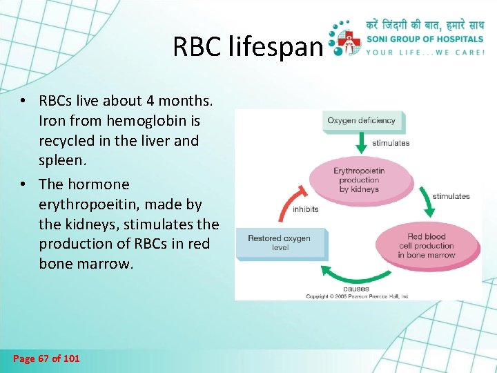 RBC lifespan • RBCs live about 4 months. Iron from hemoglobin is recycled in