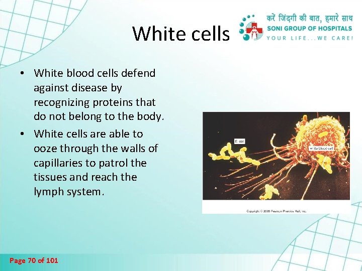 White cells • White blood cells defend against disease by recognizing proteins that do