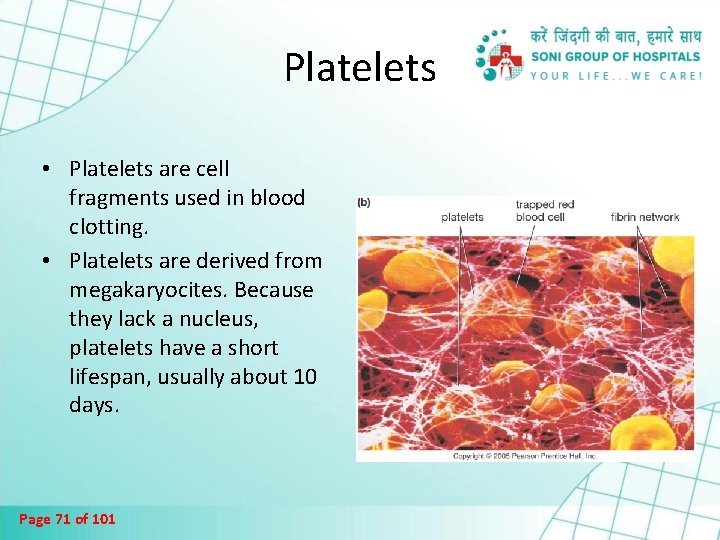 Platelets • Platelets are cell fragments used in blood clotting. • Platelets are derived