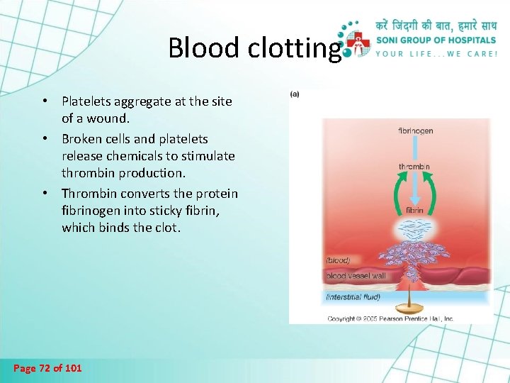 Blood clotting • Platelets aggregate at the site of a wound. • Broken cells