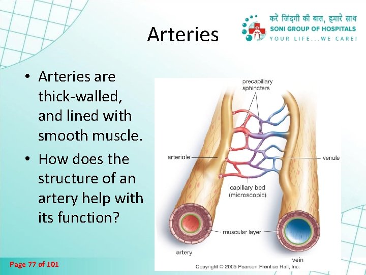 Arteries • Arteries are thick-walled, and lined with smooth muscle. • How does the