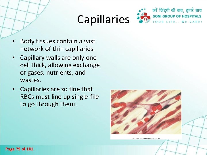 Capillaries • Body tissues contain a vast network of thin capillaries. • Capillary walls