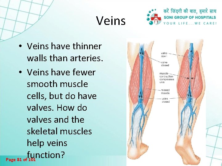 Veins • Veins have thinner walls than arteries. • Veins have fewer smooth muscle