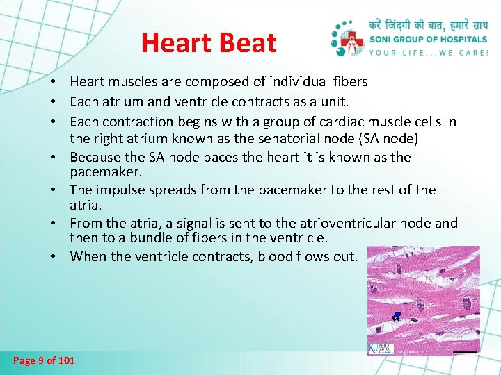 Heart Beat • Heart muscles are composed of individual fibers • Each atrium and