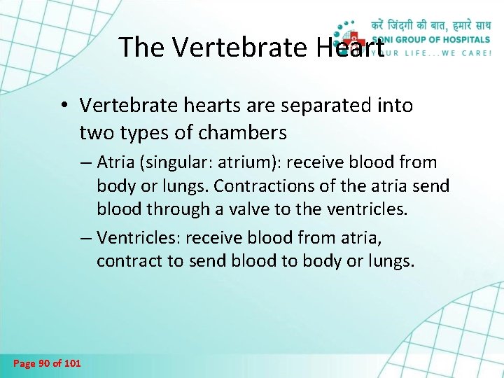 The Vertebrate Heart • Vertebrate hearts are separated into two types of chambers –