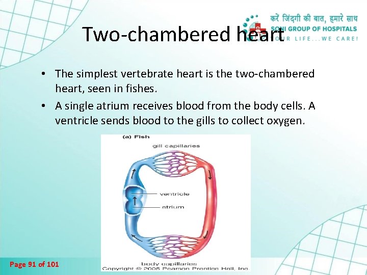 Two-chambered heart • The simplest vertebrate heart is the two-chambered heart, seen in fishes.