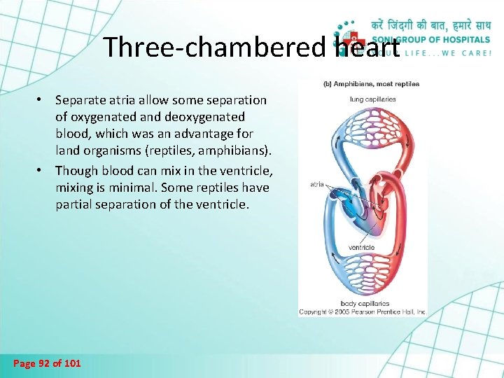 Three-chambered heart • Separate atria allow some separation of oxygenated and deoxygenated blood, which