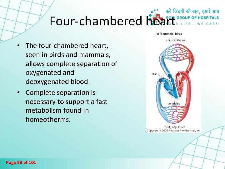 Four-chambered heart • The four-chambered heart, seen in birds and mammals, allows complete separation