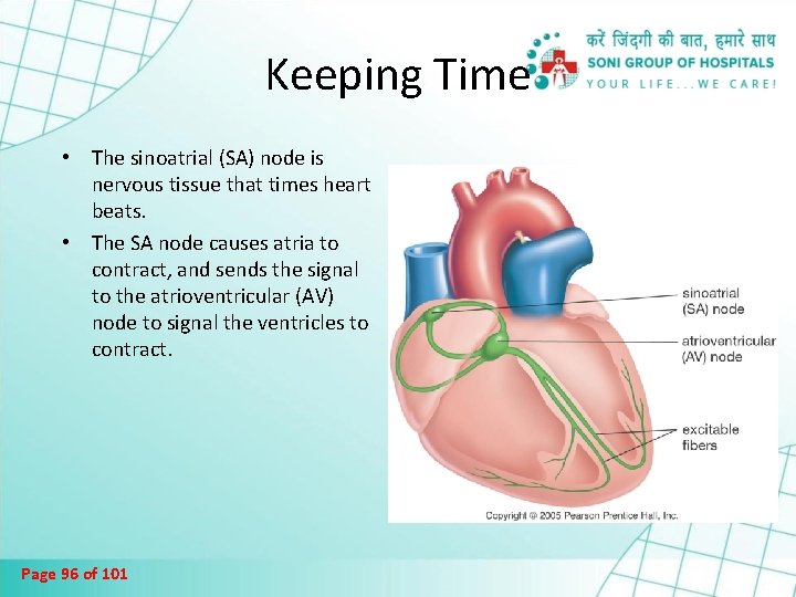 Keeping Time • The sinoatrial (SA) node is nervous tissue that times heart beats.